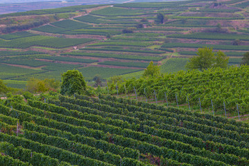 Weinberge Reben 