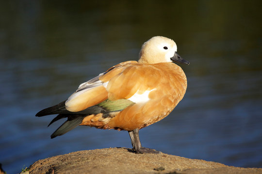 Red duck ogar