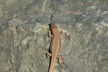 lézard