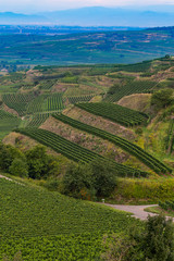 Weinberge Reben 