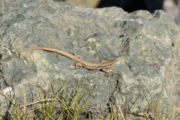 lézard