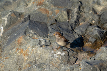 oiseaux