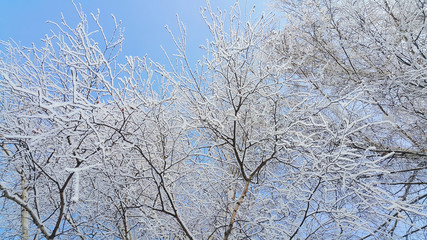 Beautiful branches of birch covered with snow and hoarfrost