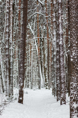 Moscow, Russia. Winter in the city park. Trees and paths are covered with snow