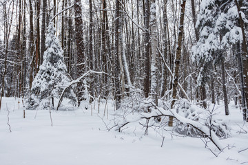 Moscow, Russia. Timiryazevsky Park. Trees in the snow in beautiful winter forest