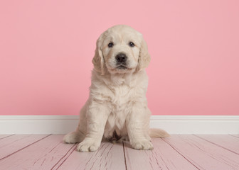 Cute golden retriever puppy looking at the camera sitting on a pink living room