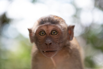 Portrait of a funny small monkey looks with a request in the frame. Cute monkeys lives in  Batu Cave Complex, Malaysia. 