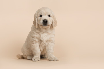 Cute golden retriever puppy looking at the camera sitting on a sand colored background