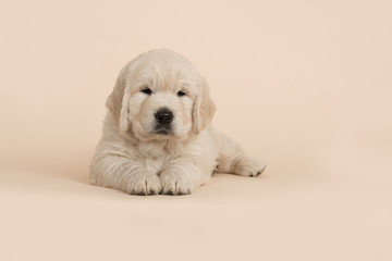 Cute golden retriever puppy looking at the camera lying down on a sand colored background