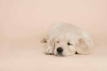 Cute golden retriever puppy lying down sleeping on a sand colored background