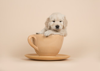 Cute golden retriever puppy sitting in a cup and saucer on a sand colored background