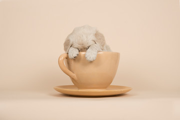 Cute golden retriever puppy sitting and hiding in a cup and saucer on a sand colored background © Elles Rijsdijk
