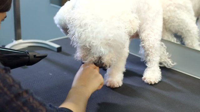 Woman vet dry the wet fur of the dog in the veterinary clinic. Bichon Frise do haircut and grooming in the beauty salon for dogs.