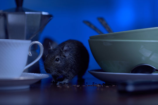 Close-up, rodent degu walks on the table in the kitchen among unwashed dishes. Fight with rodents in the apartment. 