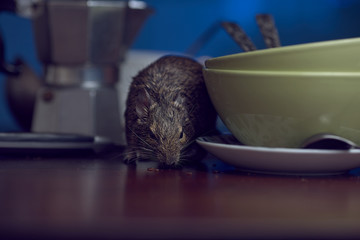 Close-up, rodent degu walks on the table in the kitchen among unwashed dishes. Fight with rodents...