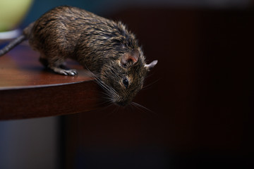 Close-up, rodent degu walks on the table in the kitchen among unwashed dishes. Fight with rodents in the apartment. 