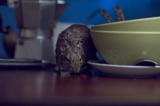 Close-up, rodent degu walks on the table in the kitchen among unwashed dishes. Fight with rodents in the apartment. 