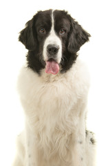 Portrait of a landseer dog looking at the camera isolated on a white background