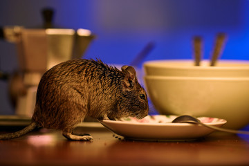 Close-up, rodent degu walks on the table in the kitchen among unwashed dishes. Fight with rodents in the apartment. 