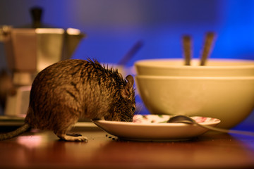 Close-up, rodent degu walks on the table in the kitchen among unwashed dishes. Fight with rodents in the apartment. 