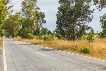 Straight road with strong shadows created by plants