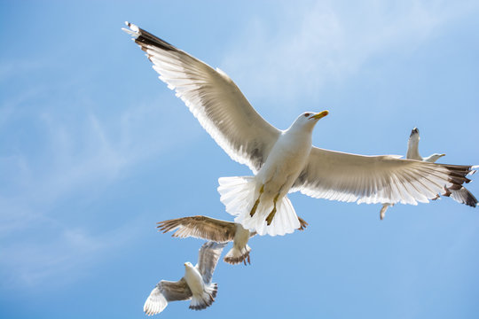 Seagulls flying in a sky
