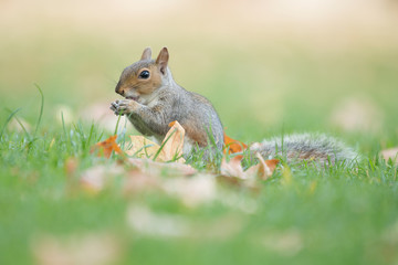 Cute gray squirrel eating in grass with autumn leaves on the grass