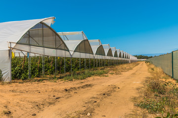 Cultivation of raspberries in Portugal