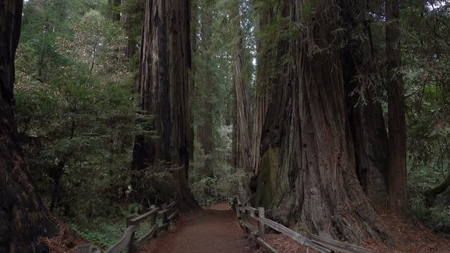 Muir Woods redwood trees near San Francisco, California