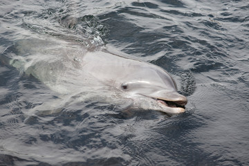 Dolphin lying in the water seen from the side