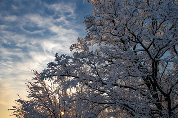Tree in the snow at sunset