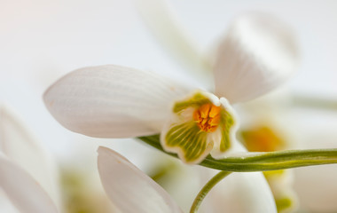 Obraz premium Schneeglöckchen (Galanthus) 