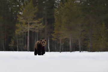 brown bear walking on snow