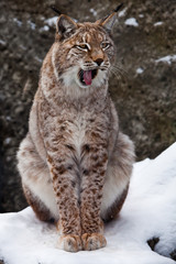 Closeup photo - face, front paws, on snow background