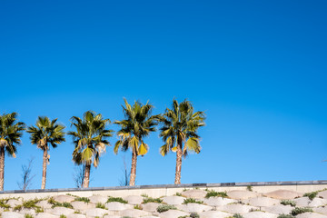 Fototapeta premium Sky background with row of palm trees in the sun.