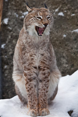 Lynx opens its mouth growling. Dangerous and formidable, albeit slightly comical.