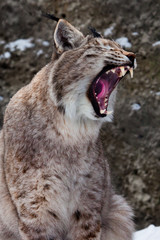 Obraz premium Lynx opens its mouth growling. Dangerous and formidable,.