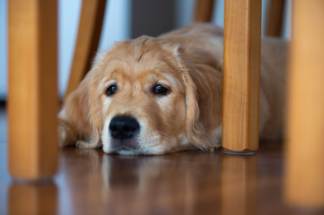 Tired Golden Retriever puppy boy lying on the wooden floor between table and chair legs