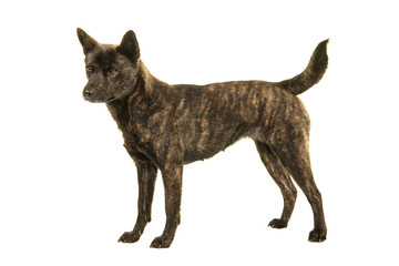 Female Kai Ken dog the national japanese breed standing seen from the side isolated on a white background