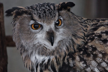 Muzzle of an eagle owl close-up, directed straight (full face)