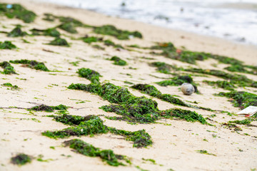 Dirty Beach with Algae