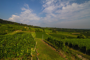 Obraz premium Weinberge Reben Bischoffingen