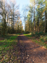 Muddy path curves between rows of trees on a bright winters morning.