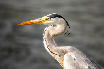 Grey Heron looking intently into the horizon