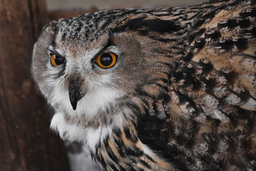 face of the eagle owl is close-up, pointing sideways (profile)