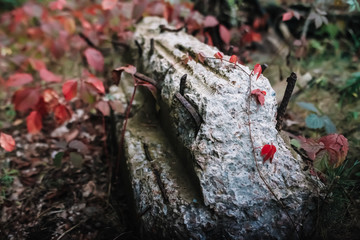 Plant with red leaves on a concrete beam
