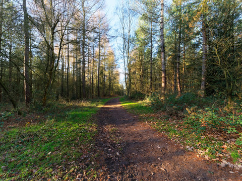 On a bright sunny winter morning a muddy path curves through a forest.