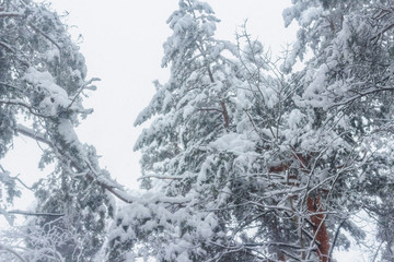 Winter forest. Forest after a heavy snowfall. Winter foggy landscape