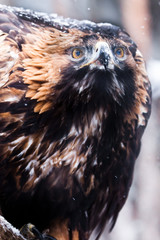 Terrible eagle with a large beak close-up