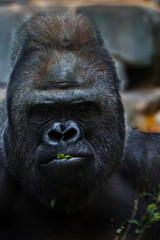 face of a brutal male gorilla close-up